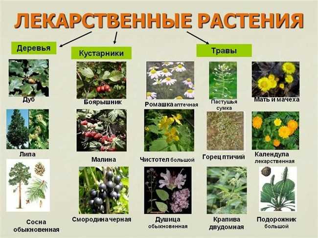 Бульбообразующие растения