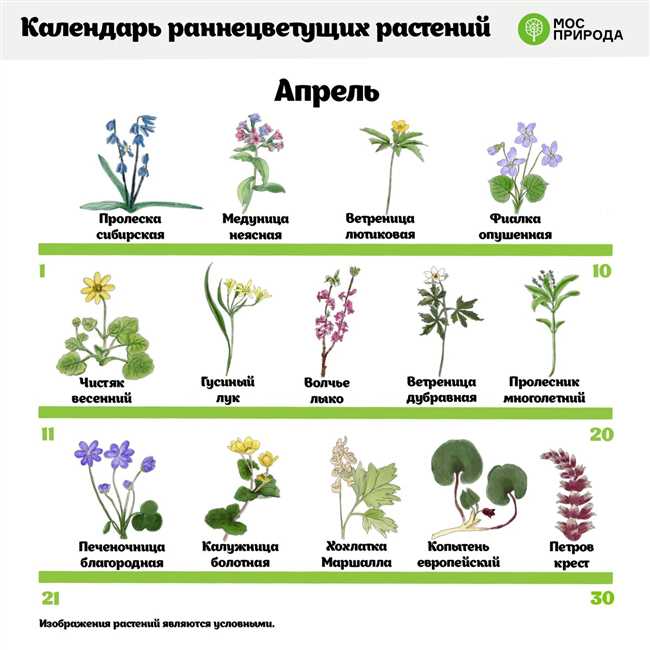 Травянистые растения: группы и примеры – обзор на сайте