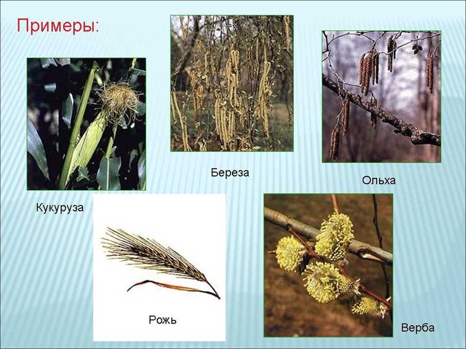 Признаки ветроопыляемых растений