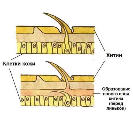 Защита организма от внешних факторов