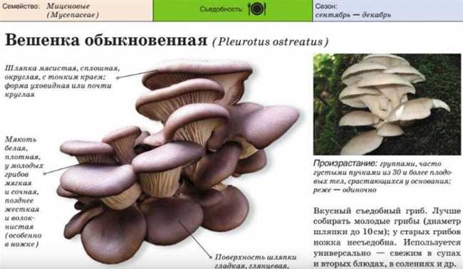 Зачем варить вешенку перед жаркой и как это делать правильно. Рекомендации и советы от опытных экспертов