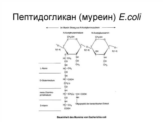 Функции муреина